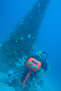 131217伊豆 海洋公園クリスマスツリー