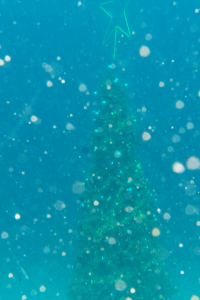 20141123伊豆 ダイビング 伊豆海洋公園クリスマスツリー