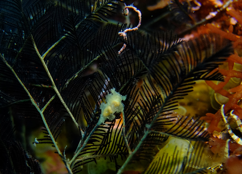 20150522伊豆 ﾀﾞｲﾋﾞﾝｸﾞ 伊豆海洋公園オキウミウシの仲間