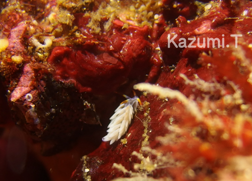 20150627伊豆 ﾀﾞｲﾋﾞﾝｸﾞ 伊豆海洋公園 ミノウミウシの仲間