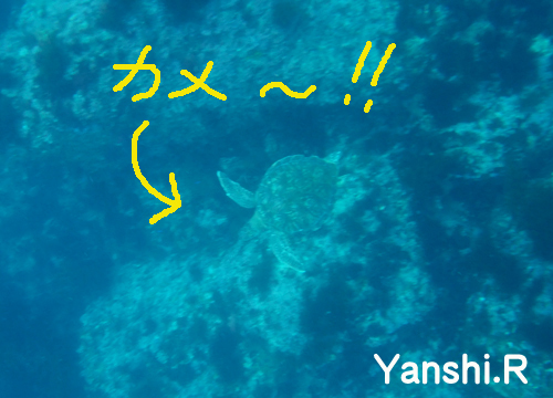 20150628伊豆 ﾀﾞｲﾋﾞﾝｸﾞ 伊豆海洋公園 カメのコピー