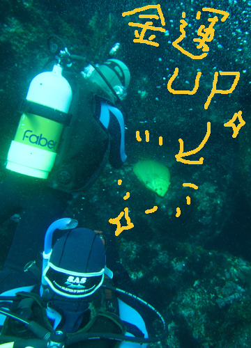20150929伊豆 ダイビング 伊豆海洋公園 黄金のヒラメ２